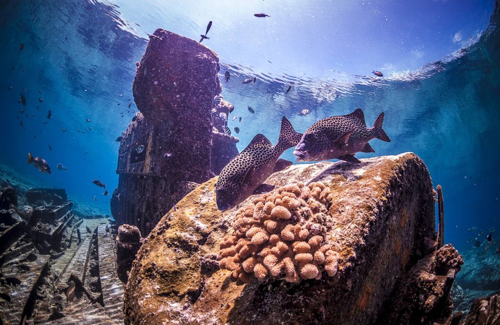See the care necessary when sinking vessels to create artificial reefs