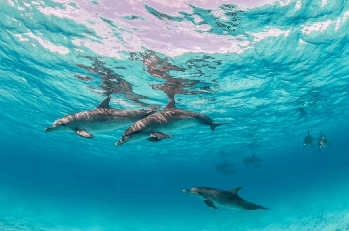 The Importance of the Ocean: Understand Everything About the Topic